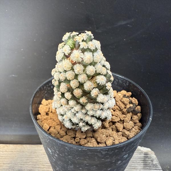 サボテン：マミラリア テレサエ カキコ*幅4cm | サボテン＆多肉植物