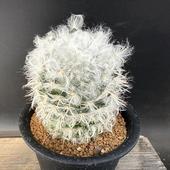 ���ܥƥ󡧥ޥߥ�ꥢ �⺽������*��6.5���