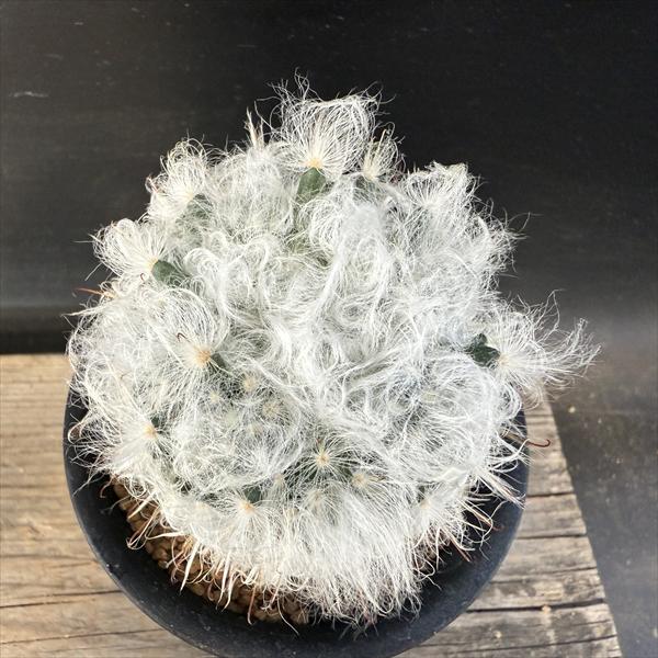 サボテン：マミラリア 高砂 実生*幅6.5cm | サボテン＆多肉植物