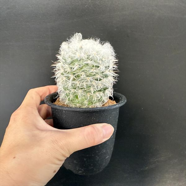 サボテン：マミラリア 高砂 実生*幅6.5cm | サボテン＆多肉植物