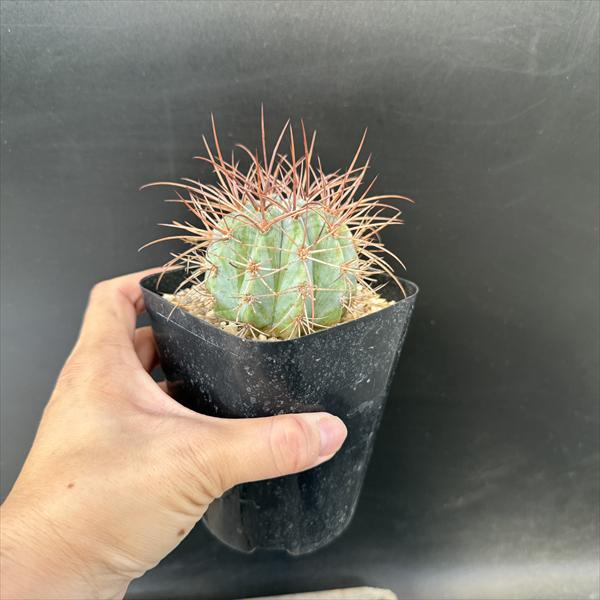 サボテン　メロカクタス　恒星雲　実生　※鉢のまま発送 サボテン メロカクタス 流雲 × プラ鉢 | 最終的にサボテン オンライン