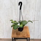 ���տ�ʪ �ʼ����٤롧�ۥ䡡�Ƽ�*3.5�� �ߤ�ȭ