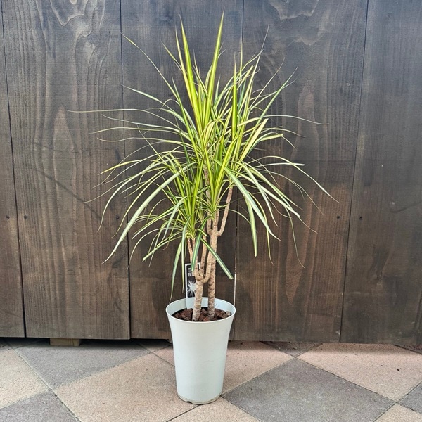 観葉植物：ドラセナ マジナータゴールド* | 観葉植物,ミディアムサイズ