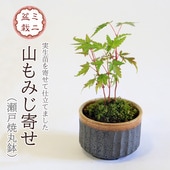 ミニ盆栽鉢　桑津香石　絵鉢　紅葉　竹　山野草　小品盆栽 ミニ盆栽鉢 桑津香石 絵鉢 紅葉 竹 山野草 小品盆栽 ミニ盆栽