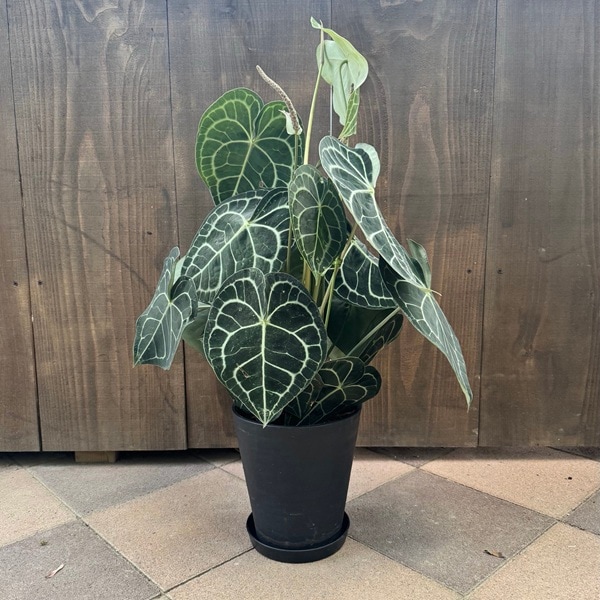 観葉植物：アンスリウム クラリネルビウム*7号セラアート鉢 受皿付