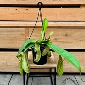 �����ʼ���տ�ʪ�����ʪ�����ĥܥ����顡�ͥڥ�ƥ����륤�������ߤ�ȭ*5��