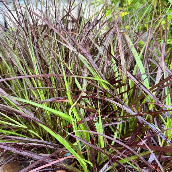 観葉植物 苗 グランドカバー グラス：ペニセタム パープル