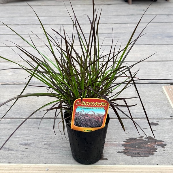 観葉植物 苗 グランドカバー グラス：ペニセタム パープル