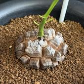 ���ò��������ǥå��������եꥫ����ε*������6.5��������ʡ����ʸ¤�