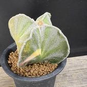 ܥƥ󡧥ȥեĥࡡͳ˱̶*7.5ʡʸ¤