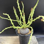 ǥå桼եӥǥɥ˩*8ʡʸ¤