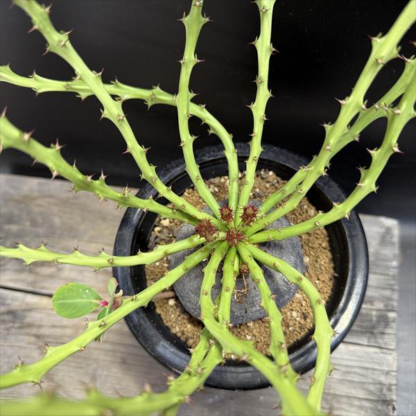 Plant□ユーフォルビア デシドゥア(蓬莱島)Euphorbia.decidua/塊根植物