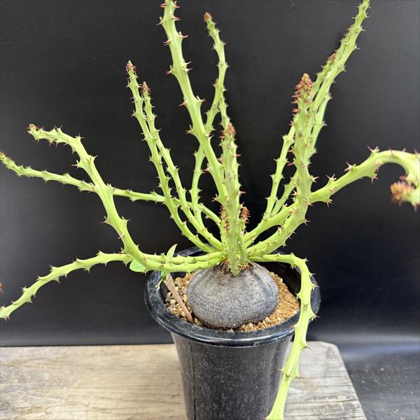 コーデックス：ユーフォルビア デシドゥア 蓬莱島*塊根幅8cm