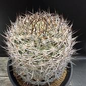 ܥƥ󡧥Υꥭࡡ罣εĥ*16mʡʸ¤