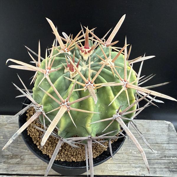 サボテン：ホマロケファラ 強刺綾波 実生*幅12cm 現品！一品限り