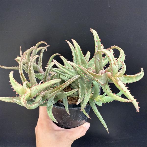 多肉植物 十兵衛×カスティロニアエ(根付き苗です) 多肉植物：アロエ カスティロニアエ*幅21cm 現品！一品限り