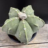 ܥƥ󡧥ȥեĥࡡʣδ˱̡*13ʡʸ¤