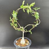 ǥåեåꥹ*17cmʡʸ¤