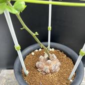 òǥåեꥫε*7.5ʡʸ¤