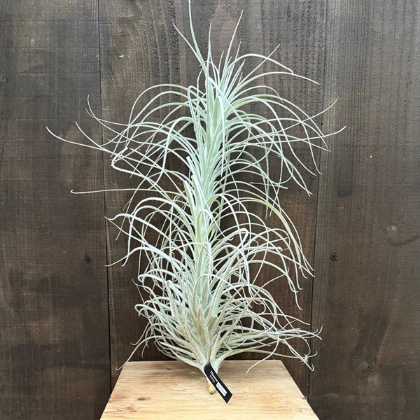 【現品】チランジア・テクトラム　超特大（1） おしゃれ 観葉植物 チランジア：エアープランツ テクトラム ワイド