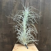  տʪ 󥸥ץ ƥȥ 磻ɥե XXL*ʤϤ