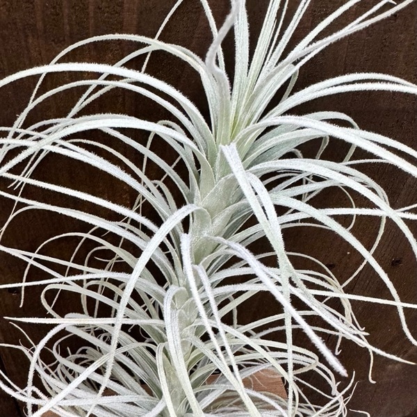 テクトラム　ラージフォーム おしゃれ 観葉植物 チランジア：エアープランツ テクトラム ワイド