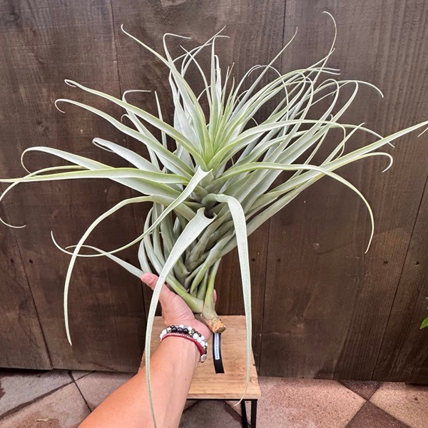 おしゃれ 観葉植物 エアープランツ：チランジア ラティフォリア