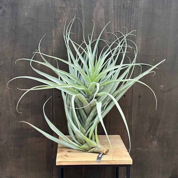 おしゃれ 観葉植物 エアープランツ：チランジア ラティフォリア