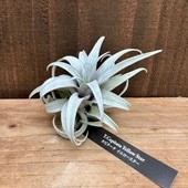 ������� ���տ�ʪ �������ץ��ġ�����󥸥� ���ԥ����� ��������������*�����ץ���