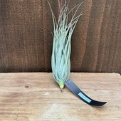 ���տ�ʪ �������ץ��ġ�����󥸥� ���ȥꥯ�� �ԥ˥ե���ߥ�*�����ץ���