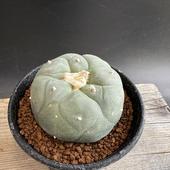 ܥƥ󡧥եե顡BIG϶䴧*S  6