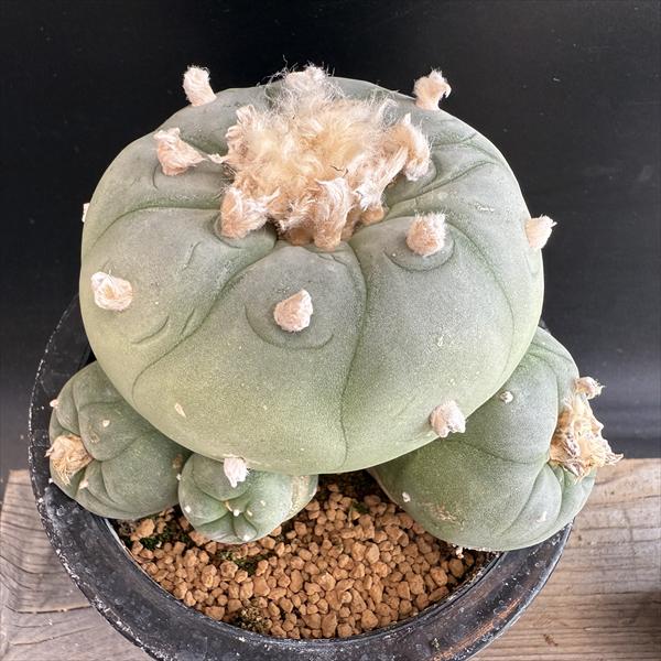 ✧サボテン  銀冠玉✧ サボテン：ロフォフォラ 銀冠玉hyb.*L 幅11cm ※花はピンク