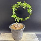 òǥåեꥫεھȭ*6.5ʡʸ¤