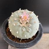 ܥƥ󡧥եե顡*8cmʡʸ¤