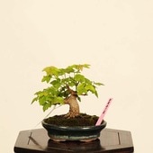 �ߺ� ��������������*�����ǡ������ǡ�Kaede bonsai   Acer �����ߺ�