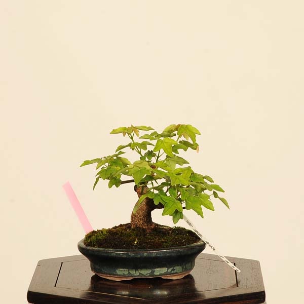 盆栽 ：宮様楓 現品*かえで カエデ Kaede bonsai Acer 小品盆栽 | 新着