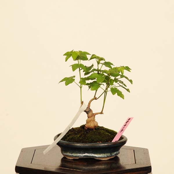 盆栽 ：宮様楓 現品*かえで カエデ Kaede bonsai Acer 小品盆栽 | 新着