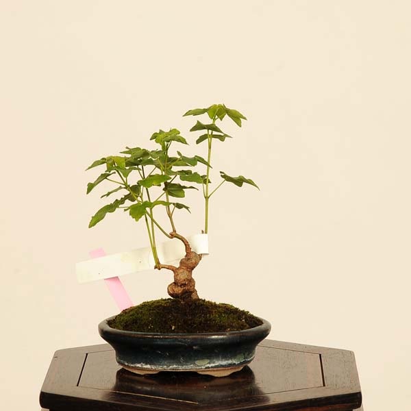 盆栽 ：宮様楓 現品*かえで カエデ Kaede bonsai Acer 小品盆栽 | 新着