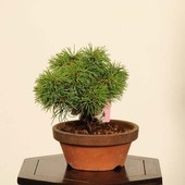 �ߺϡ��������վ�*���� ����ʪ ���褦�ޤġ����襦�ޥġ�Goyoumatsu �����ߺ�