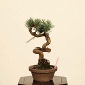 逸品！葉先までわずか9㎝　宮島五葉松　ミニ　小品　盆栽　真柏　黒松　紫陽花　楓 楽天市場】【送料無料】 五葉松 - 宮島 - 中型サイズ 樹齢28年