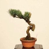 ߺϡվ()* ʪ 褦ޤġ襦ޥġGoyoumatsu bonsai ߺ