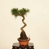 �ߺϡ�����(�����)*(ȭ����ͭ)������ ����ʪ �����ޤġ������ޥġ�Kuromatsu bonsai �����ߺ�