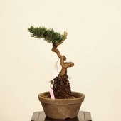 【樹高50㎝黒松盆栽】真柏　　　　　⭕REPO155様、専用❗ 樹高50㎝黒松盆栽】真柏 ⭕REPO155様、専用❗ 黒松盆栽 樹高60cm –