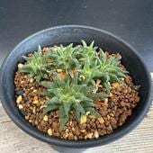 ¿ʪϥ緿ѡ*7 ʡʸ¤