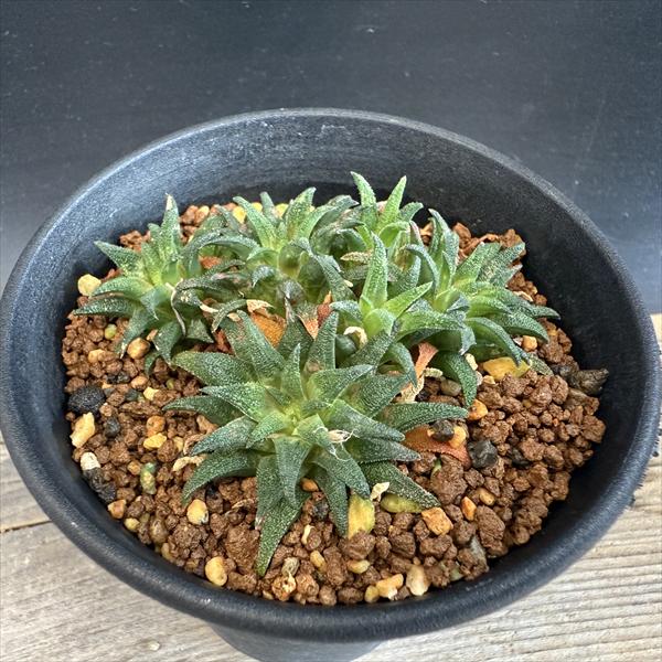 多肉植物：ハオルチア 大型パークシアナ*幅7cm 現品！一品限り