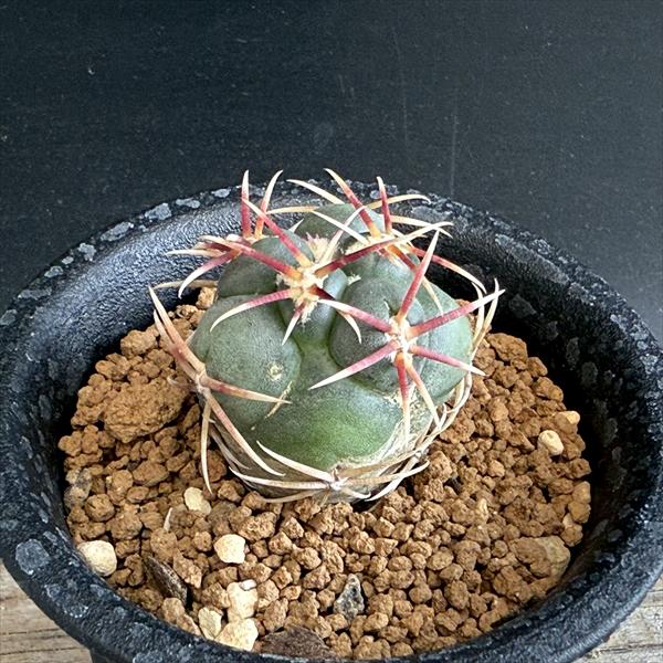 サボテン テロカクタス 紅鷹 古株 実生 サボテン：テロカクタス 紅鷹*幅3cm ☆赤松実生 | サボテン