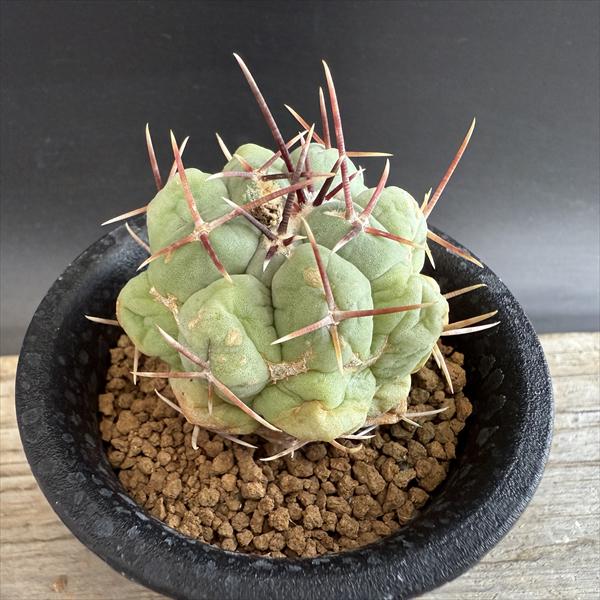 サボテン：テロカクタス 緋冠竜*幅5cm ☆赤松実生 | サボテン＆多肉