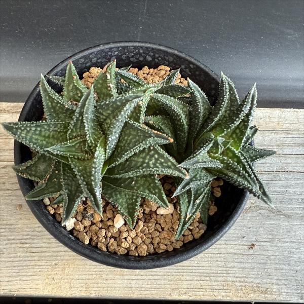 多肉植物：ハオルチア 鬼瓦*幅10cm 現品！一品限り | サボテン＆多肉