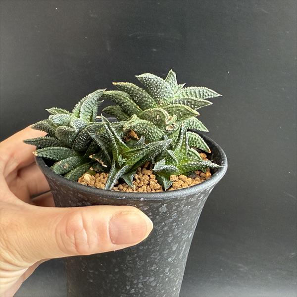 多肉植物：ハオルチア 鬼瓦*幅10cm 現品！一品限り | サボテン＆多肉