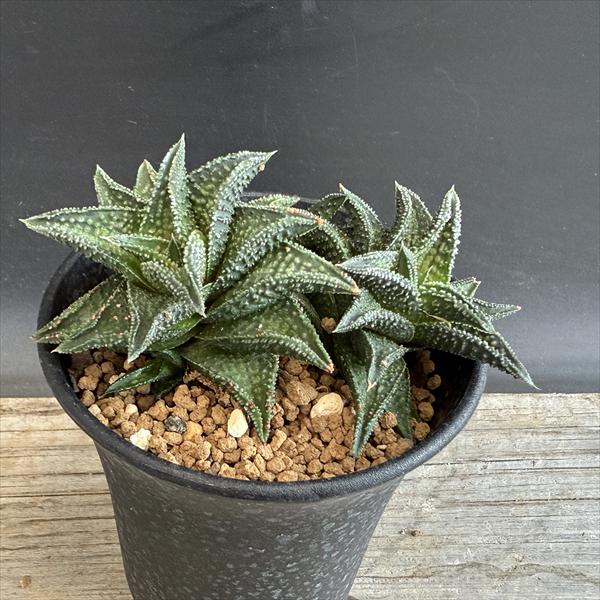 多肉植物：ハオルチア 鬼瓦*幅10cm 現品！一品限り | サボテン＆多肉